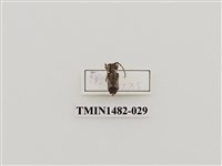 藏品(輪紋銹天牛)的圖片